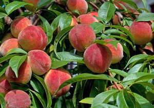 Peaches, Spain, organicÂ buy online