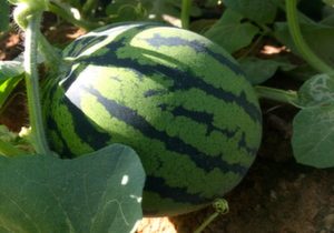 Watermelon, 'Nory', Organic