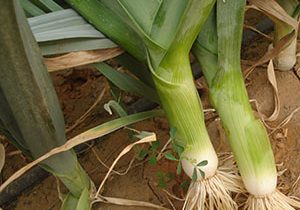 Leeks, 'Blue Solaise', Organic