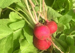 Red Radishes, Heirloom 'Sicilian Red' Bulk, Organic