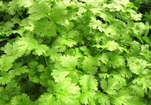 Coriander, Organic