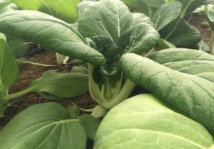 Greenheart Heirloom Seeds, Pak Choi 'Verde', Organic