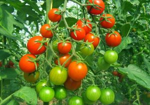 Tomatoes, Cherry 'Chadwick', Organic