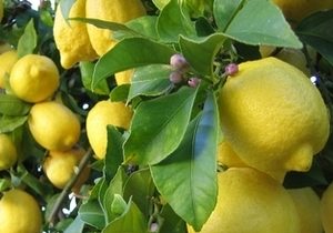 Lemon, Primofore Fino, Organic, Italy