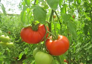 Tomatoes, Beef, Organic