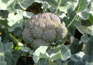Broccoli, Organic, Lebanon