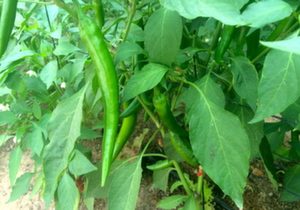 Chili Peppers, Grisu Green (Medium Spicy), Organic