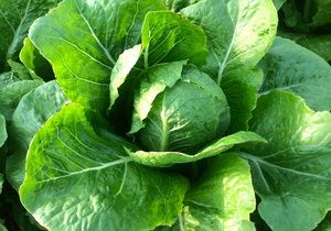 Lettuce, Romain
