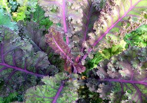 Kale, Curly Scarlet, BULK,  organic