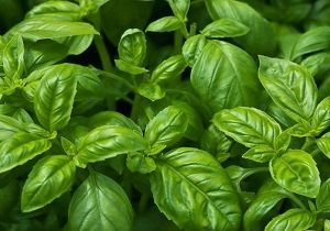 Greenheart Heirloom Seeds, Basil 'Genovese', Organic