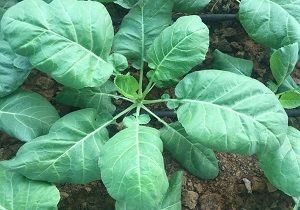 Collard Greens, Organic