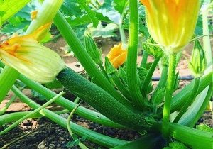 Courgette, green, Organic