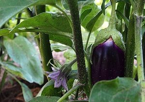 Eggplant (Aubergine), Organic