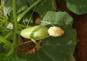Courgette, Arabic (Koussa), Organic