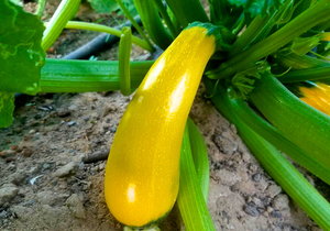 Courgette, yellow, Organic