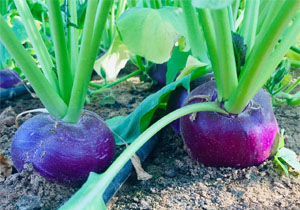 Greenheart Heirloom Seeds, Turnip 'Purple King', Organic
