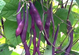 Greenheart Heirloom Seeds, Beans 'Purple Viola', Organic