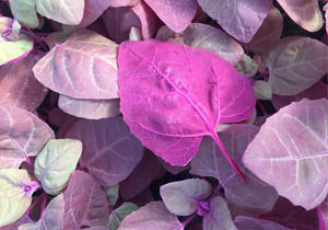 Greenheart Heirloom Seeds, Purple Orach, Organic