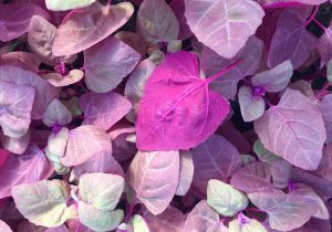 Orach, Purple, Heirloom, BULK, Organic