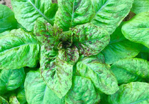Lettuce, Heirloom 'Forellenschluss', BULK, Organic