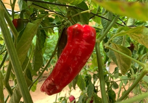 Peppers, Heirloom Sweet Pimento Rosso, BULK, Organic