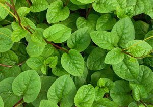 Greenheart Heirloom Seeds, Spinach 'Malabar', Organic