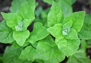 New Zealand Spinach, Heirloom, BULK, Organic