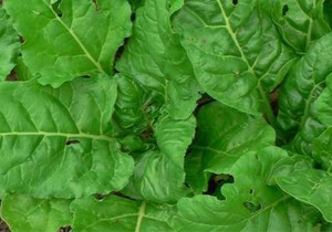 Greenheart Heirloom Seeds, Chard 'Arabic Verde', Organic