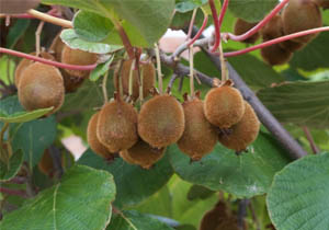 Kiwi, Organic, BULK, Lebanon