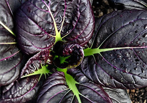Pak Choi, Heirloom 'Purple Lady', BULK, Organic