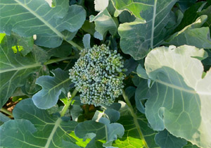 Broccoli, Sprouting, Heirloom 'De Cicco', BULK, Organic