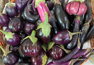 Eggplant (Aubergine), Heirloom Mix, BULK, Organic
