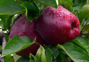 Apples, red, 'Starken', Organic, Lebanon