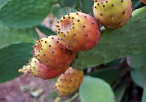 Prickly Pears, Organic, Lebanon