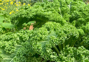 Kale, Heirloom 'Vates Blue Curled', Organic