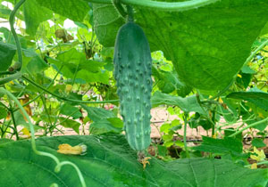 Cucumber, Heirloom Mix, BULK, Organic