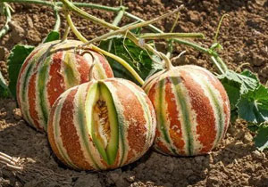 Melon, Heirloom 'Kajari', Organic