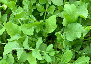 Rocket Salad, Heirloom 'Selvatica', Organic