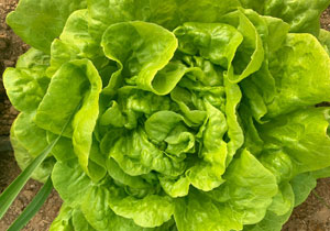 Lettuce, Heirloom 'May Queen', Organic