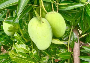 Mango, 'Banganapalle' India, BULK, Organic