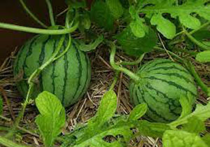 Watermelon, Heirloom 'Beni Kodima', Organic
