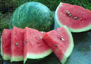 Watermelon, Heirloom 'Wilson's Sweet', Organic