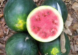 Watermelon, Heirloom 'Stone Mountain', Organic