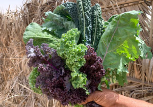 Kale Heirloom Mix Organic Dubai