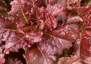Lettuce, Heirloom 'Merlot Flame', BULK, Organic