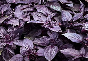 Basil, Heirloom 'Purple Opal', Organic