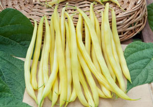 Beans, Heirloom ‘Rocquencourt’, Organic
