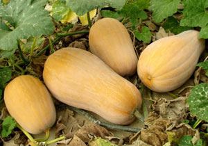 Squash, Butternut, Heirloom