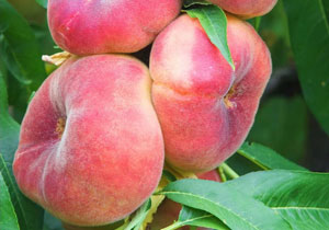 Peaches, flat, Organic, Lebanon