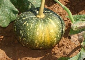 organic sweet pumpkin India